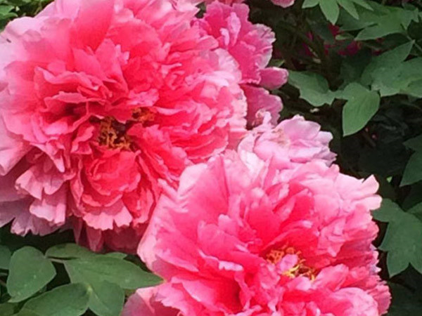 洛陽(yáng)牡丹花會(huì )